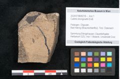 Foto (Objekt + Etikett) von Callitris brongniartii Endl. (NHMW-GEO-2024-0188-8218)